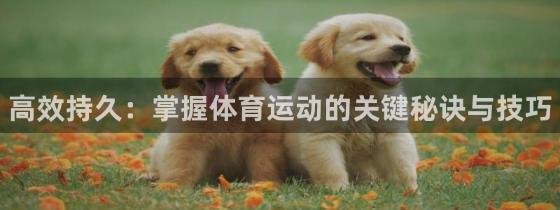 成都五星体育篮球训练：高效持久：掌握体育运动的关键秘诀与技巧