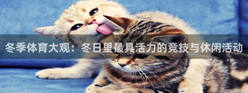 五星体育在哪看：冬季体育大观：冬日里最具活力的竞技与休闲活动